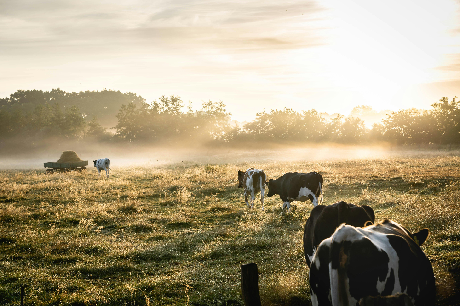Cows in a misty pasture at sunrise